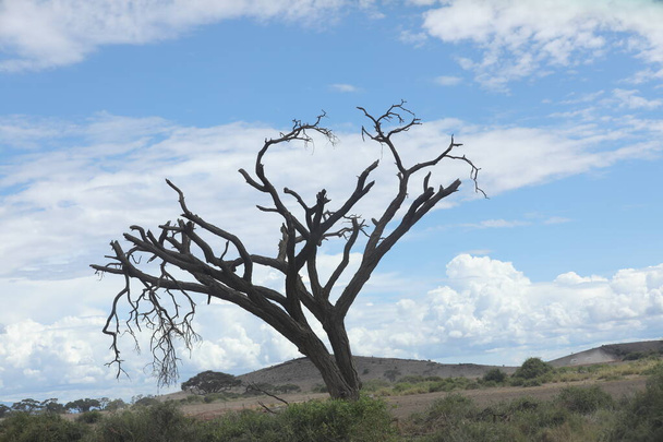 Árvore seca Masai Mara Quênia África - Foto, Imagem