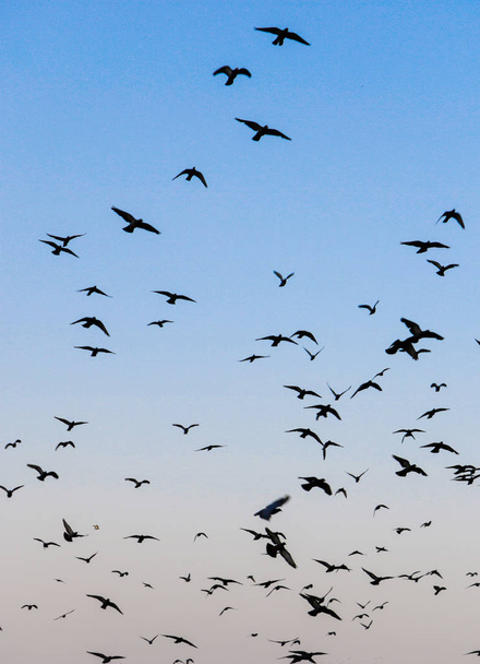 Agregace indického holuba - Fotografie, Obrázek