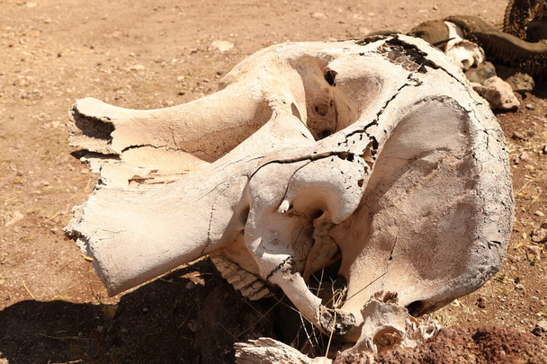 Hayvan Kafatası Masai Mara Kenya Afrika - Fotoğraf, Görsel