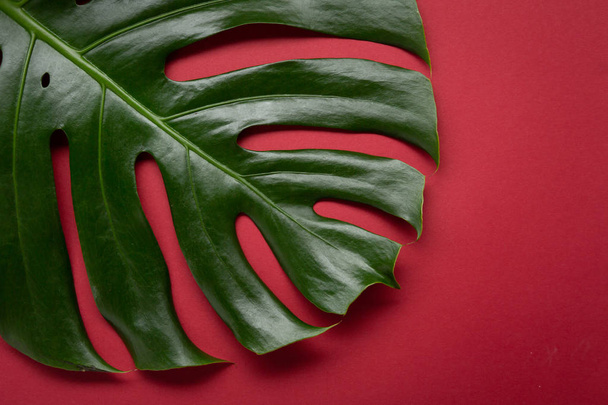 Green large monstera leaf top view on red - Foto, imagen