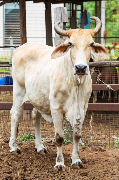 Vaca na quinta
 - Foto, Imagem