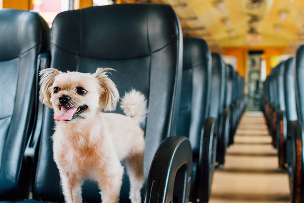 Cão tão bonito dentro de um trem ferroviário esperar para viajar
 - Foto, Imagem
