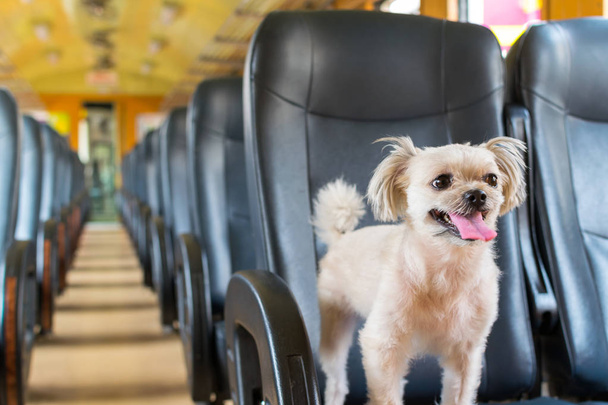 Σκύλος τόσο χαριτωμένο εσωτερικό μιας σιδηροδρομικής αμαξοστοιχίας περιμένετε για ταξίδια - Φωτογραφία, εικόνα