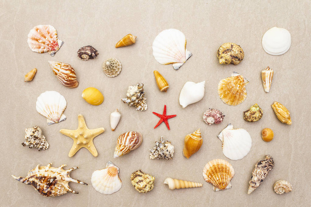 Fondo de verano conchas marinas. Montones de diferentes conchas de mar apilados juntos, vista superior
. - Foto, imagen