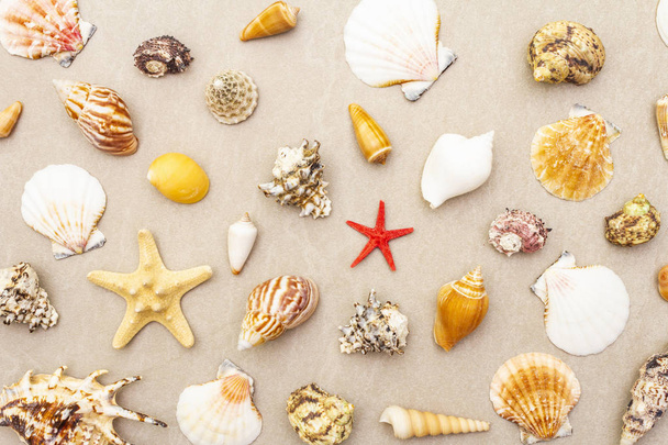 Seashells summer background. Lots of different seashells piled together, top view, close up. - 写真・画像