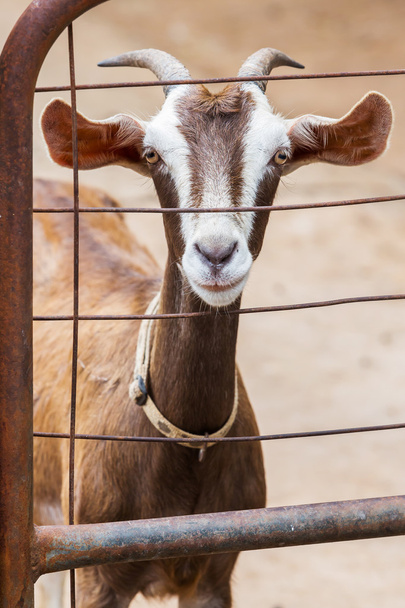 Goat in farm - Foto, afbeelding