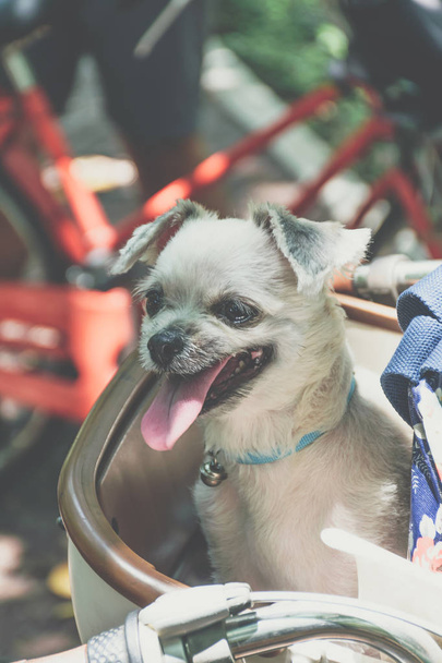 Perro tan lindo en la cesta de la bicicleta esperar para viajar
 - Foto, Imagen