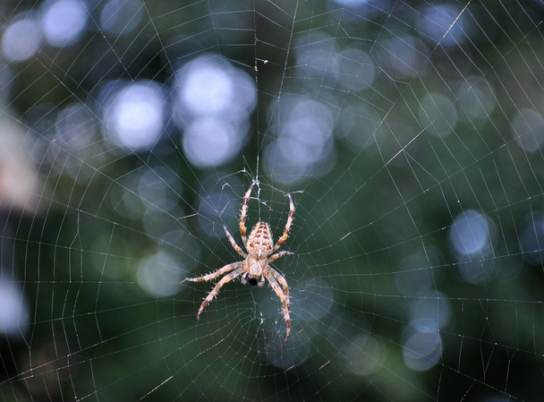 tela de araña y araña - Foto, Imagen