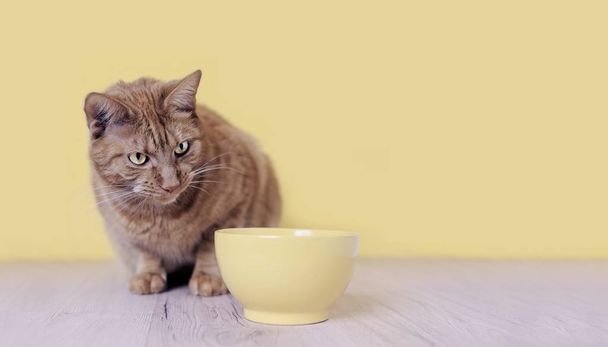 Mignon chat roux regardant currious à un bol de nourriture jaune. Image panoramique avec espace de copie
. - Photo, image