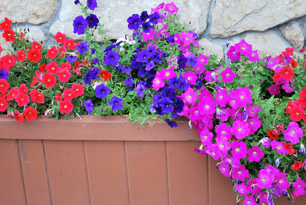 Flower planter. - Photo, Image