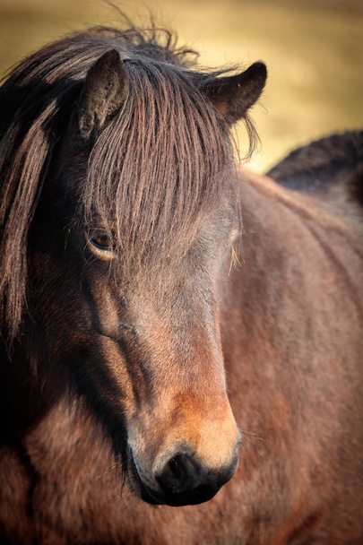 Ritratto di un bellissimo cavallo islandese, coppia di splendidi ani
 - Foto, immagini