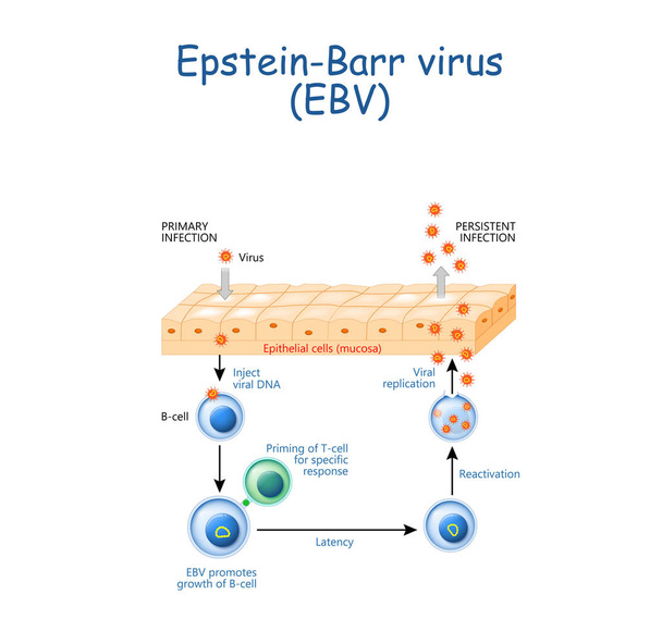 герпес. Цикл репликации вируса Эпштейна-Барра (EBV)
 - Вектор,изображение