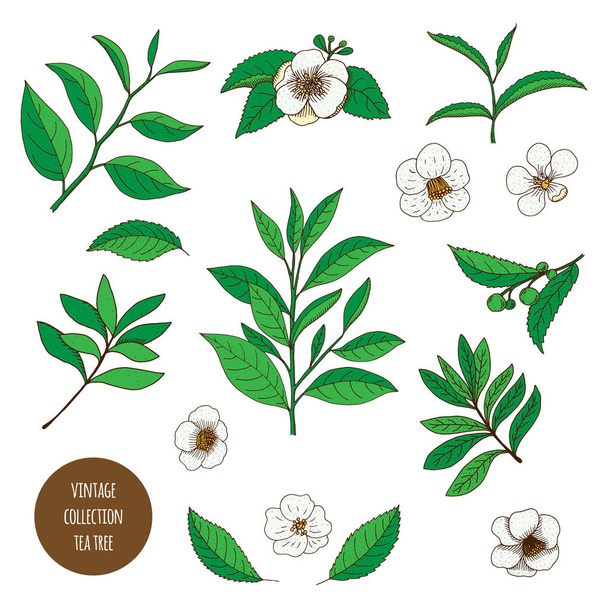 Tea Tree. Vector hand drawn vintage set of aromatherapy plants.  - Вектор, зображення