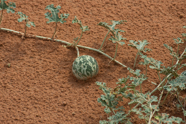 Yeşil Çöl Kabağı (Citrullus colocynthis) (Handhal), Birleşik Arap Emirlikleri 'nde (Uae) geceleyin kumdaki bir sarmaşığın üzerinde. - Fotoğraf, Görsel