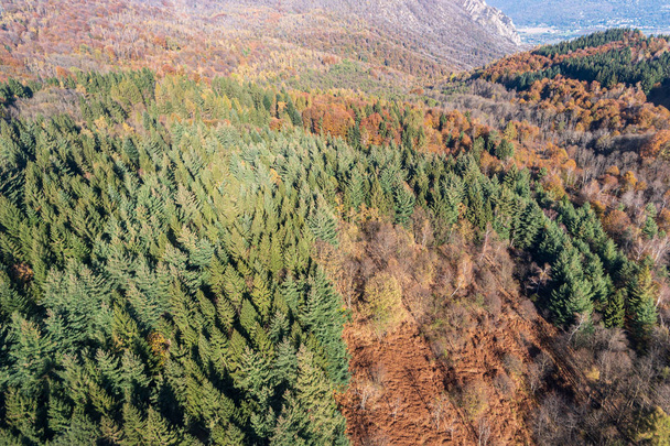Forêt de pins, vue surélevée
 - Photo, image