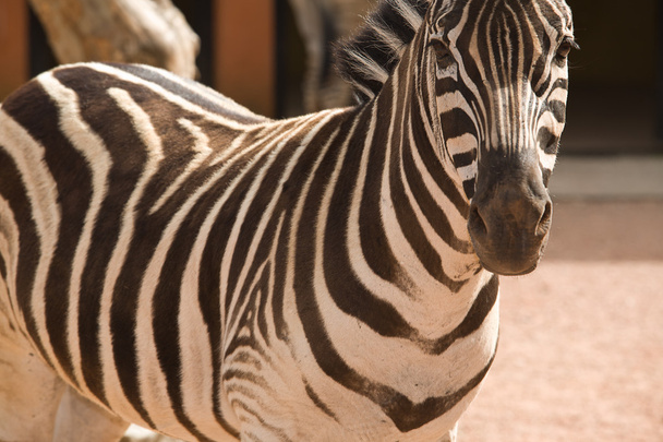 Zebra - Zdjęcie, obraz