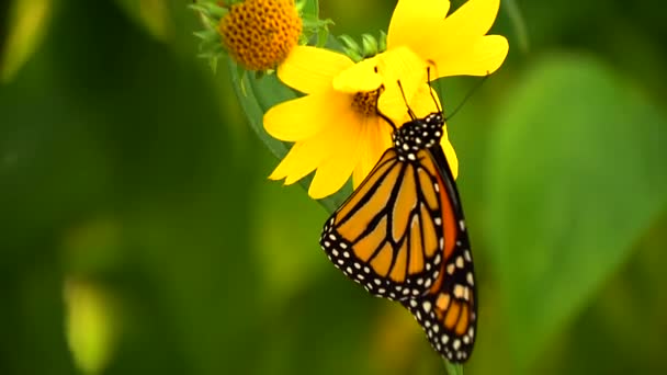 Monarcha motyl zbierający nectorine od żółtego kwiatu - Materiał filmowy, wideo