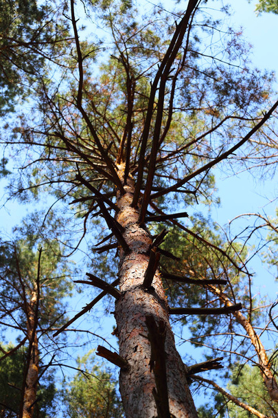 tree trunk pine in the woods - Foto, Imagen