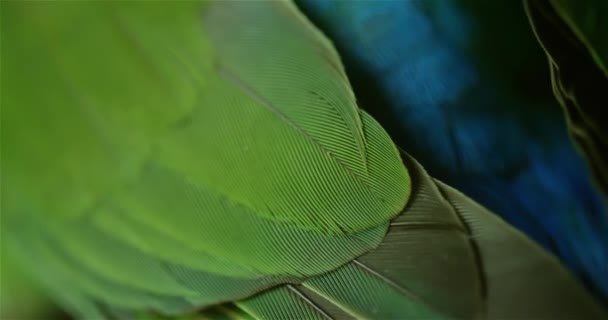 Tropische vogelveren close-up 4k - Video