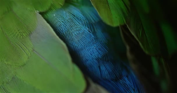 Plumas de aves tropicales de cerca 4K
 - Imágenes, Vídeo