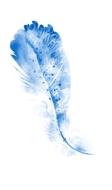Watercolor feathers, isolated on white background - Foto, afbeelding