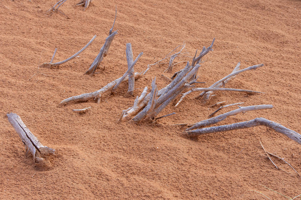 Palos secos de un árbol muerto en el árido y seco desierto de los Emiratos Árabes Unidos en Oriente Medio
. - Foto, Imagen