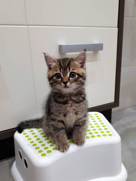  close-up of a kitten sitting on a stand - Photo, Image