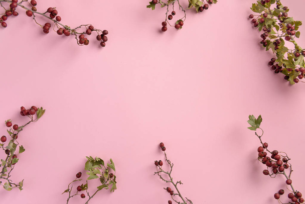 Branches of hawthorn, on pink background. Flat lay, top view, copy space. - Фото, изображение