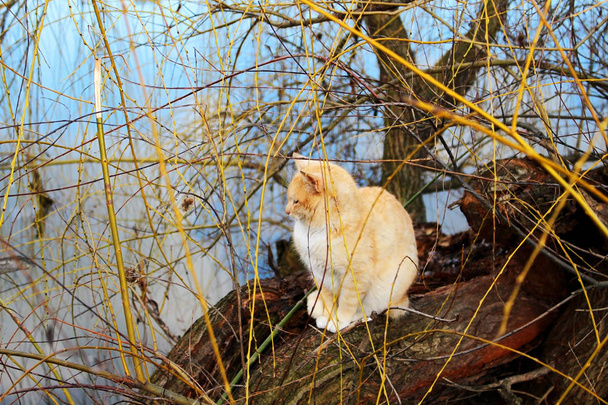 Kočka odpočívající na kmeni vrby na břehu - Fotografie, Obrázek