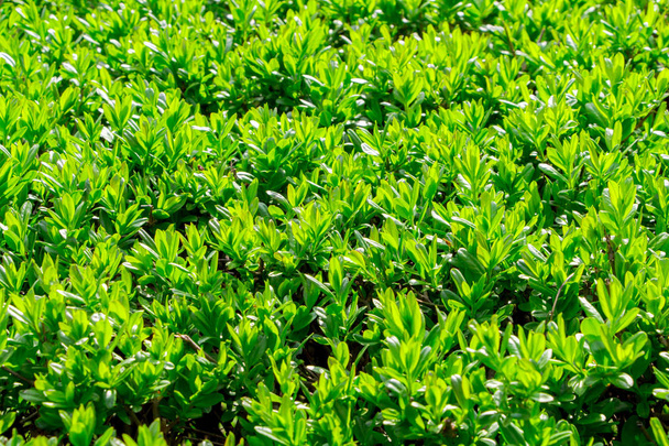 Arbusto de buxo japonês - Buxus microphylla - Foto, Imagem