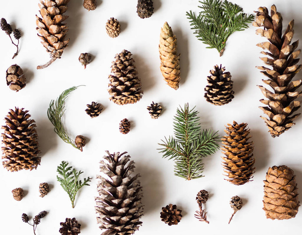 Collection of various conifers cones and coniferous branches on white background. Christmas set various cones of sequoia, pine, spruce, fir on white background. Botanical evergreen flat lay. - Photo, Image