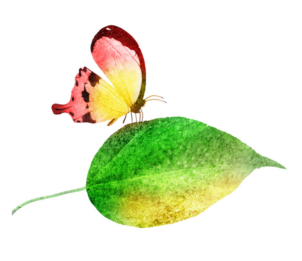 Watercolor leaf with butterfly on the white background - Foto, immagini