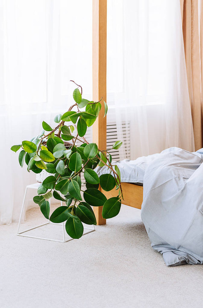 large ficus in a bright room bedroom by the bed - Foto, afbeelding