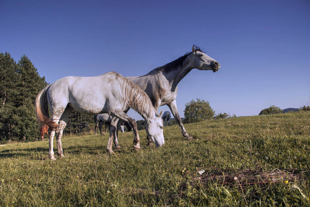 A herd of grazing horses - Photo, Image
