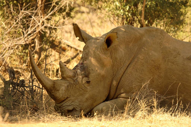 De schedel van de Afrikaanse buffel (Syncerus caffer) in de Afrikaanse struik. Buffalos dood tot sluitingstijd. - Foto, afbeelding