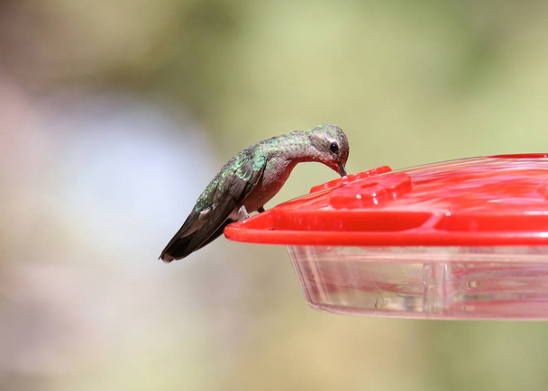 Rivoli kolibrije (csodálatos) (nőstény) (eugén fulgrens) - Fotó, kép