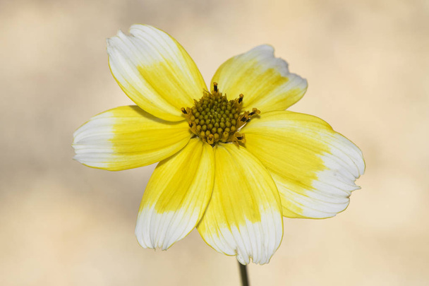 Bidens aurea tickseed or beggars kleszcze piękny biały i żółty kwiat amerykańskiej Compositae rodziny naturalne i inwazyjne na Półwyspie Iberyjskim - Zdjęcie, obraz
