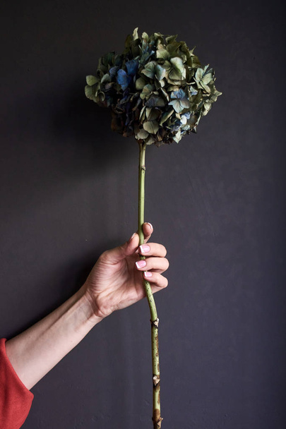 Zbliżenie kobiecej ręki trzymającej suchy kwiat hortensji na szarym tle, ostrość selektywna - Zdjęcie, obraz