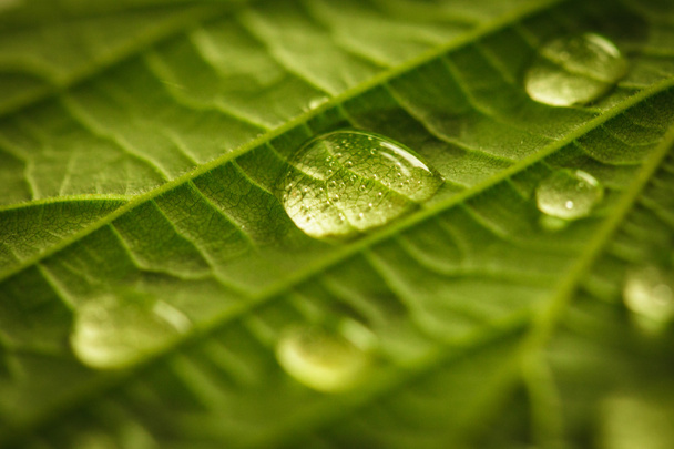 Green leaf with waterdrops - Foto, Imagen