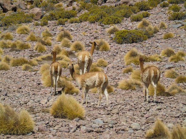 Викуны пасутся в горах Боливии и Перу
 - Фото, изображение