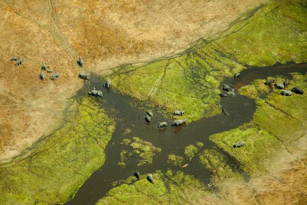 Luftaufnahme von Elefanten (loxodonta africana) im Okavango-Delta in Botswana. - Foto, Bild