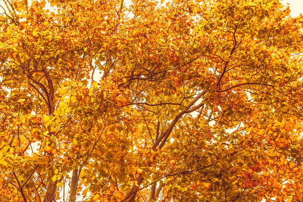 Hermoso paisaje de otoño de fondo, escena de la naturaleza vintage en f
 - Foto, Imagen