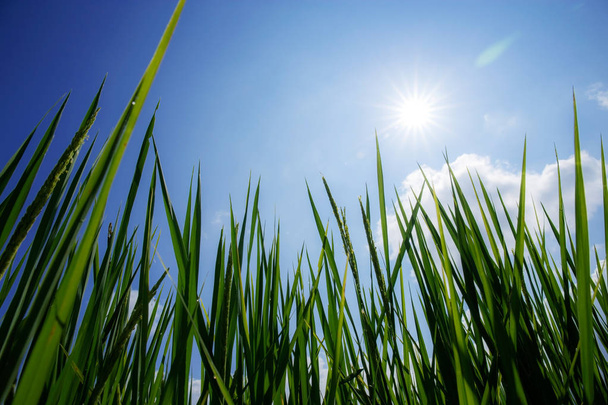 Zelené listy rýže na slunci. - Fotografie, Obrázek
