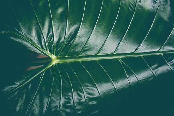 Zelené listy textury pozadí obrovský Taro Leaf árónovité  - Fotografie, Obrázek