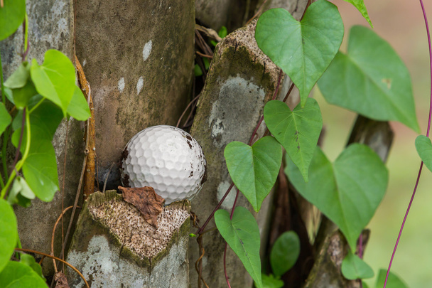 Pelota de golf pegada en la palmera
 - Foto, Imagen