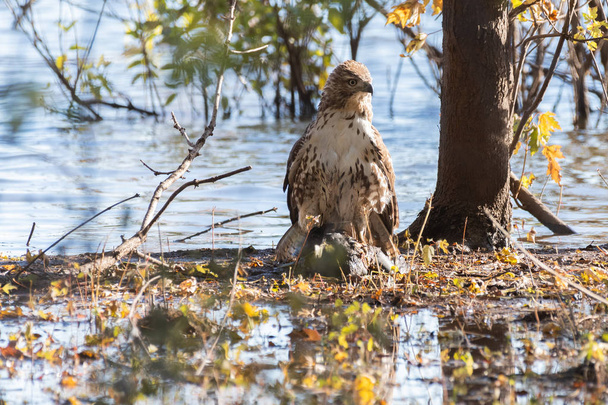 Red-tailed hawk sitting on a fresh kill of an American Coot - Photo, Image
