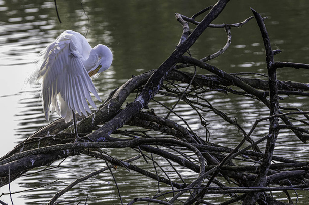 Un pájaro blanco sentado en un árbol muerto ondeando sus plumas
 - Foto, imagen