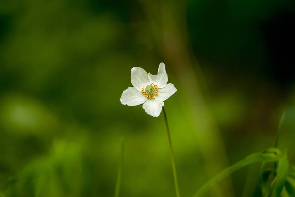 Orman şakayığı çok yıllık bir bitkidir. Beyaz orman çiçeği. - Fotoğraf, Görsel