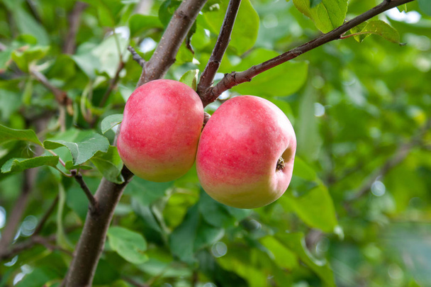 Punainen Kypsä omenat oksalla taustalla vihreät lehdet. Tiedonantaja
 - Valokuva, kuva