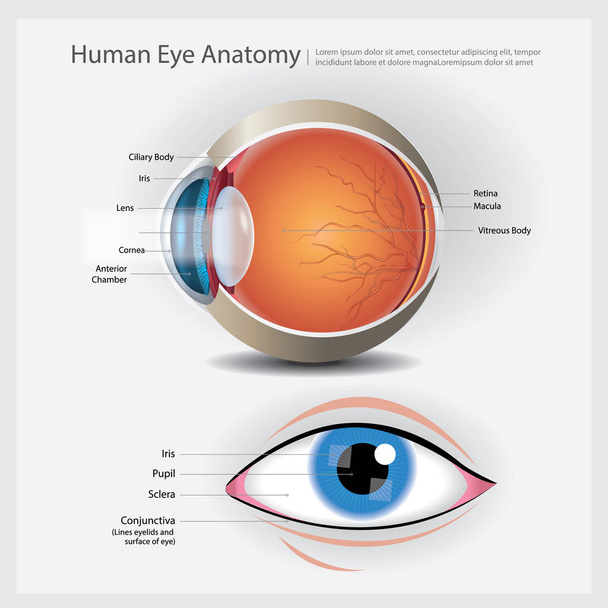 Ilustración de vectores de anatomía ocular humana - Vector, imagen